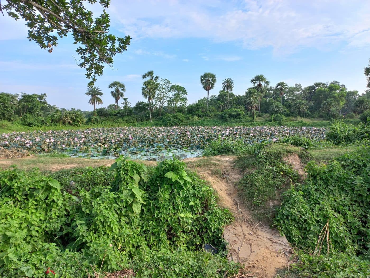পদ্মপুকুর ও আশেপাশের মাঠ — গ্রামের জলাশয়।